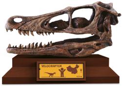 Albi Science Lovci lebek Velociraptor vykopej a vystav si lebku dinosaura
