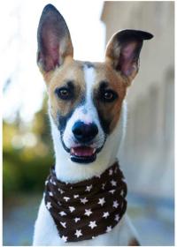 Dino Puzzle 300 dílků XL Pes Gump foto 33x47cm skládačka