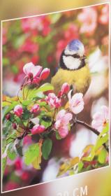 GRAFIX Diamantové malování mozaika Sýkorka 30x30cm Diamond Painting