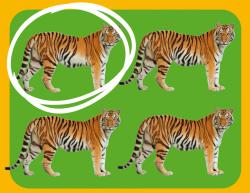 Jiri Models Svět zvířat Barevná zvířata s aktivitami a plakátem