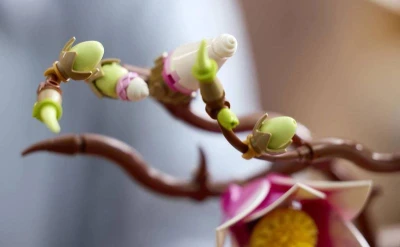 Lego BOTANICALS Větvičky magnólie 11510 (stavebnice)