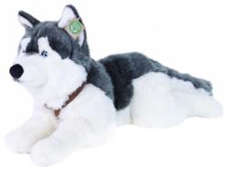 PLYŠ Pes husky s obojkem 60cm ležící Eco-Friendly (plyšová hračka)
