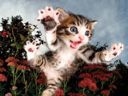 PUZZLE 3D Koťátko 31x23cm 100 dílků skládačka v krabici