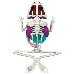 Simba Mini laboratoř Pitva, 3 druhy žába, mlok, netopýr