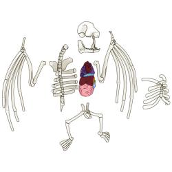 Simba Objevuj Mini laboratoř Pitva zvířátka set se slizem a nástroji 3 druhy