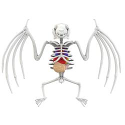 Simba Objevuj: Pitva Netopýra