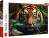 Trefl PUZZLE PREMIUM Divoký tygr 68x48cm skládačka 1000 dílků
